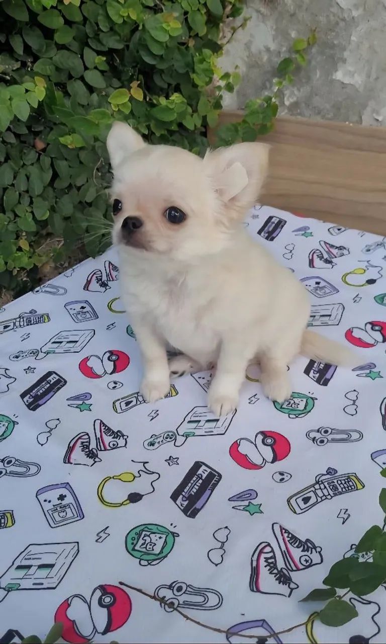 Chihuahua macho Pêlo longo creme. Um encanto de filhote!