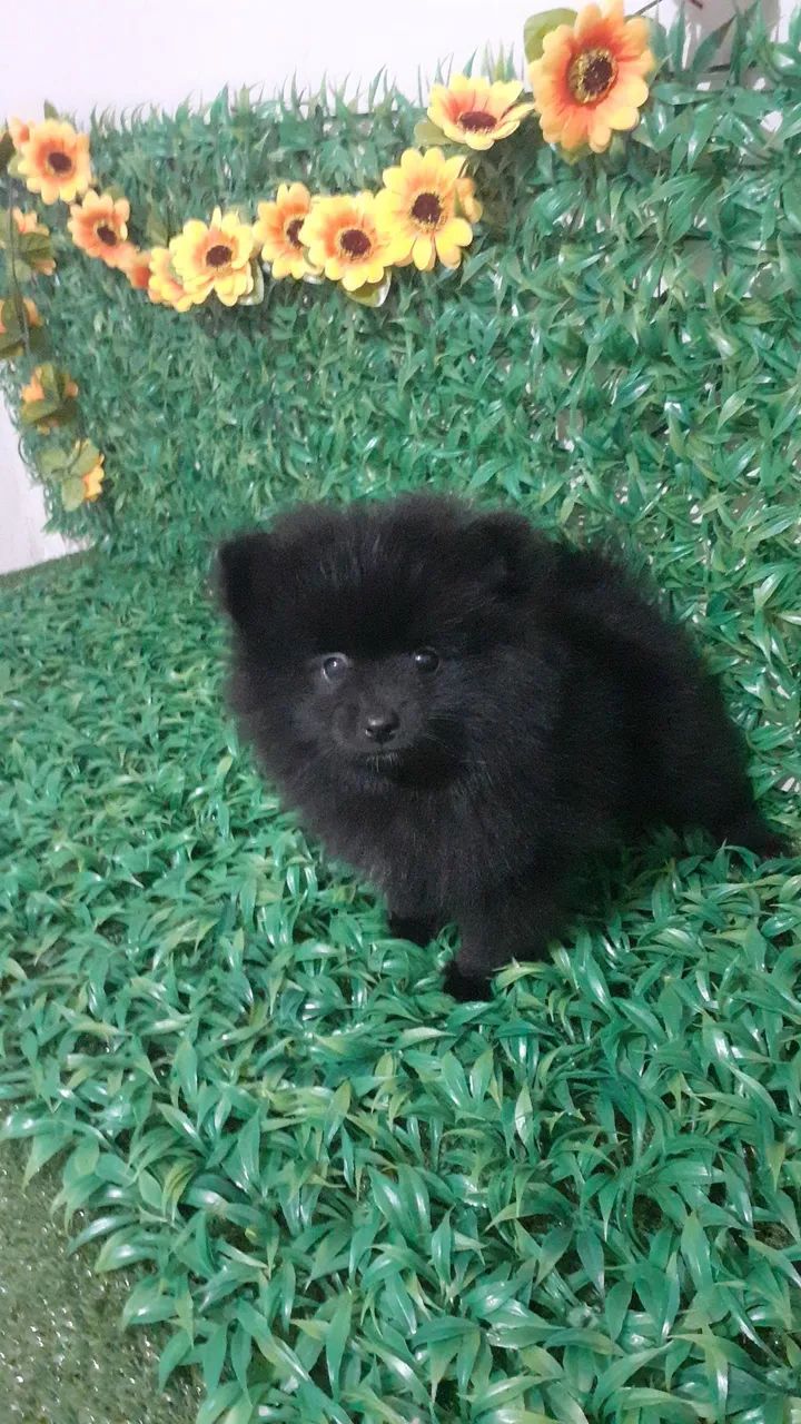 BB de Luluzinho Preto olho jabuticaba a pronta entrega  - Foto 4