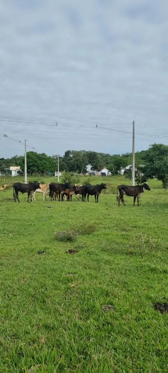 Gado à venda - Lote Vacas, Garrotes, Novilhas e Bezerros - 10 Animais