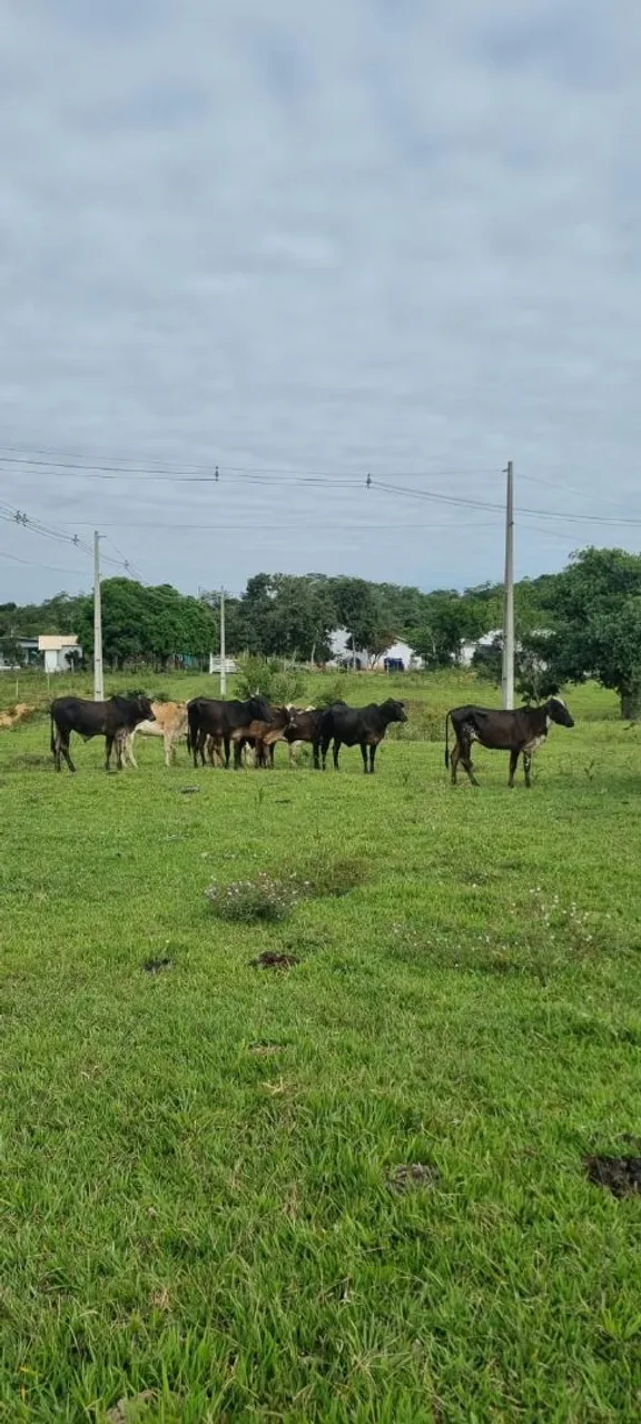 Gado à venda - Lote Vacas, Garrotes, Novilhas e Bezerros - 10 Animais