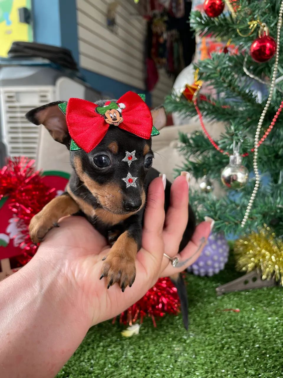 Pinscher miniatura fêmea $2.300,00 - Foto 3