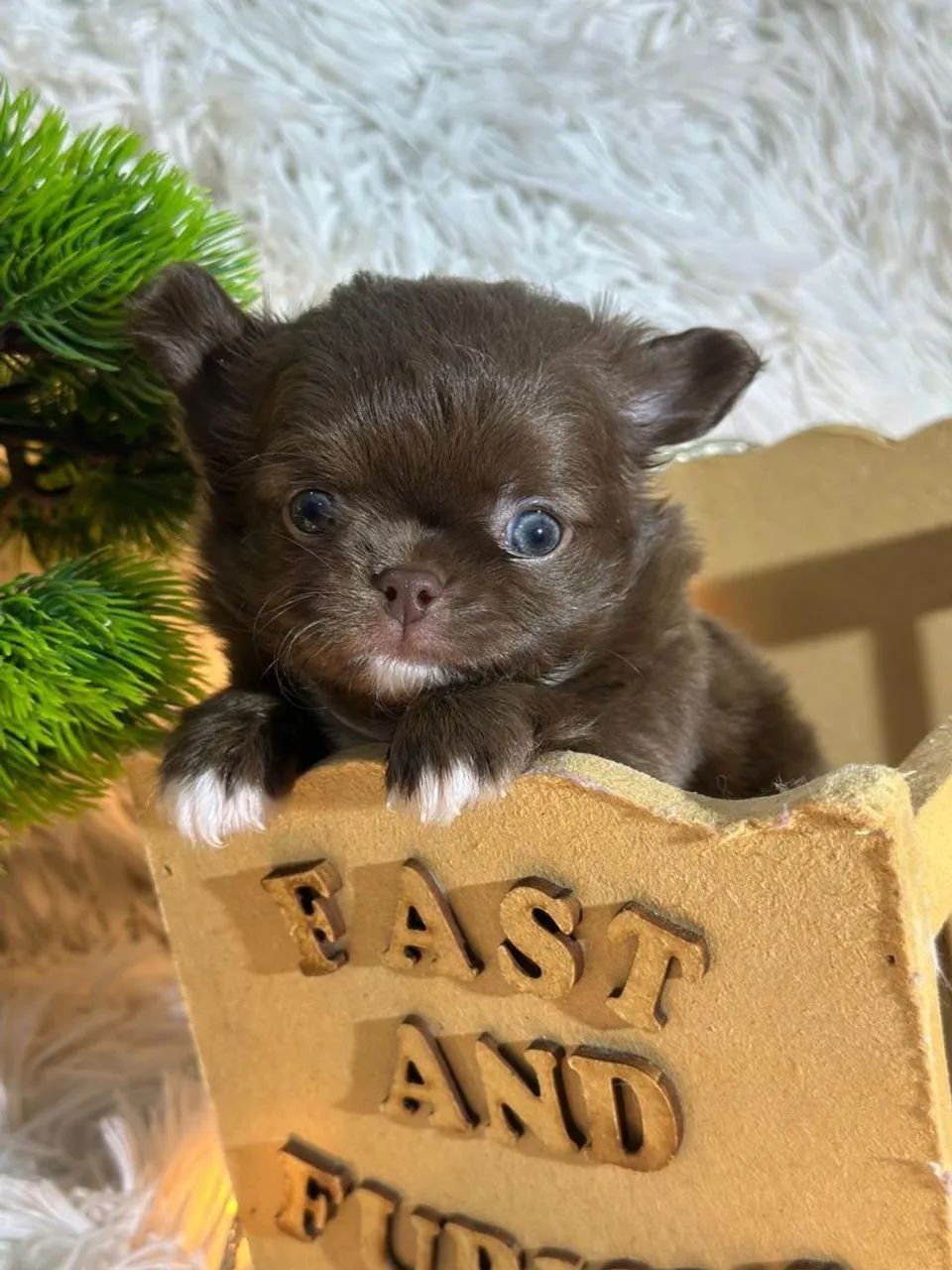  Chihuahua Chocolate pêlo longo