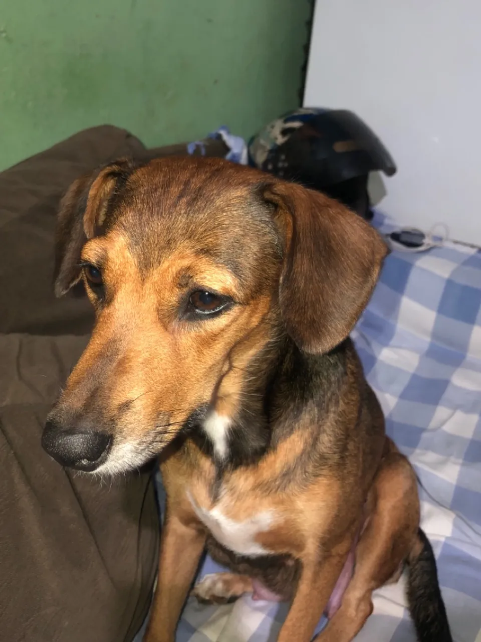 CACHORRA FÊMEA