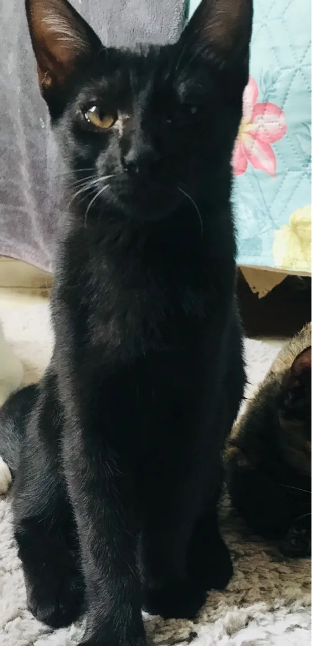 Doa-se gato preto fêmea 3 meses e meio, vermigugada