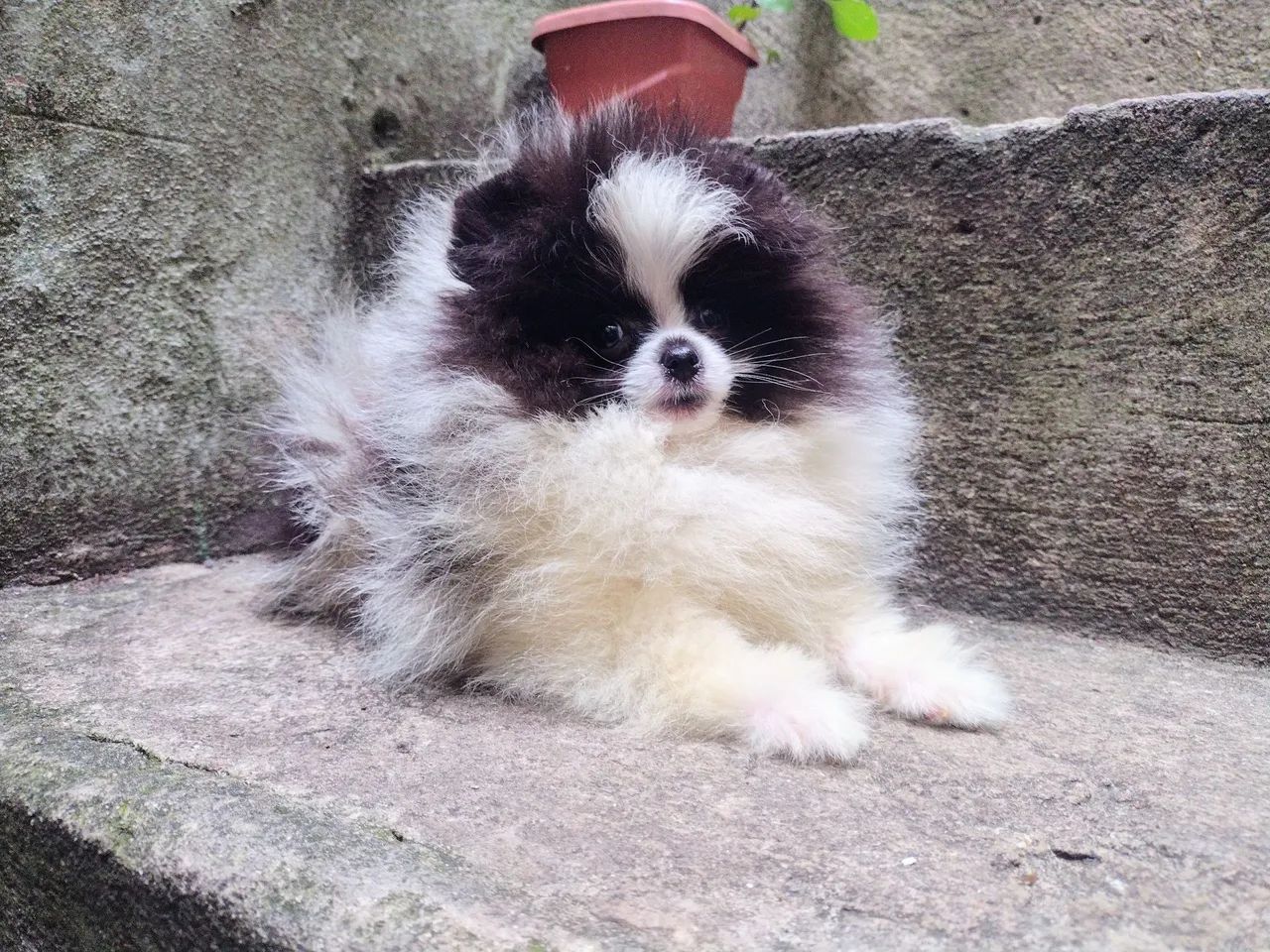 Filhote de Spitz Alemão