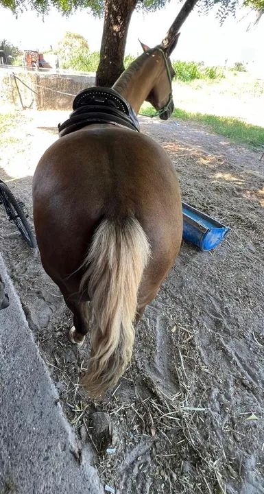 ÉGUA PALOMINA DE ESTEIRA ( Oportunidade ) - Foto 5