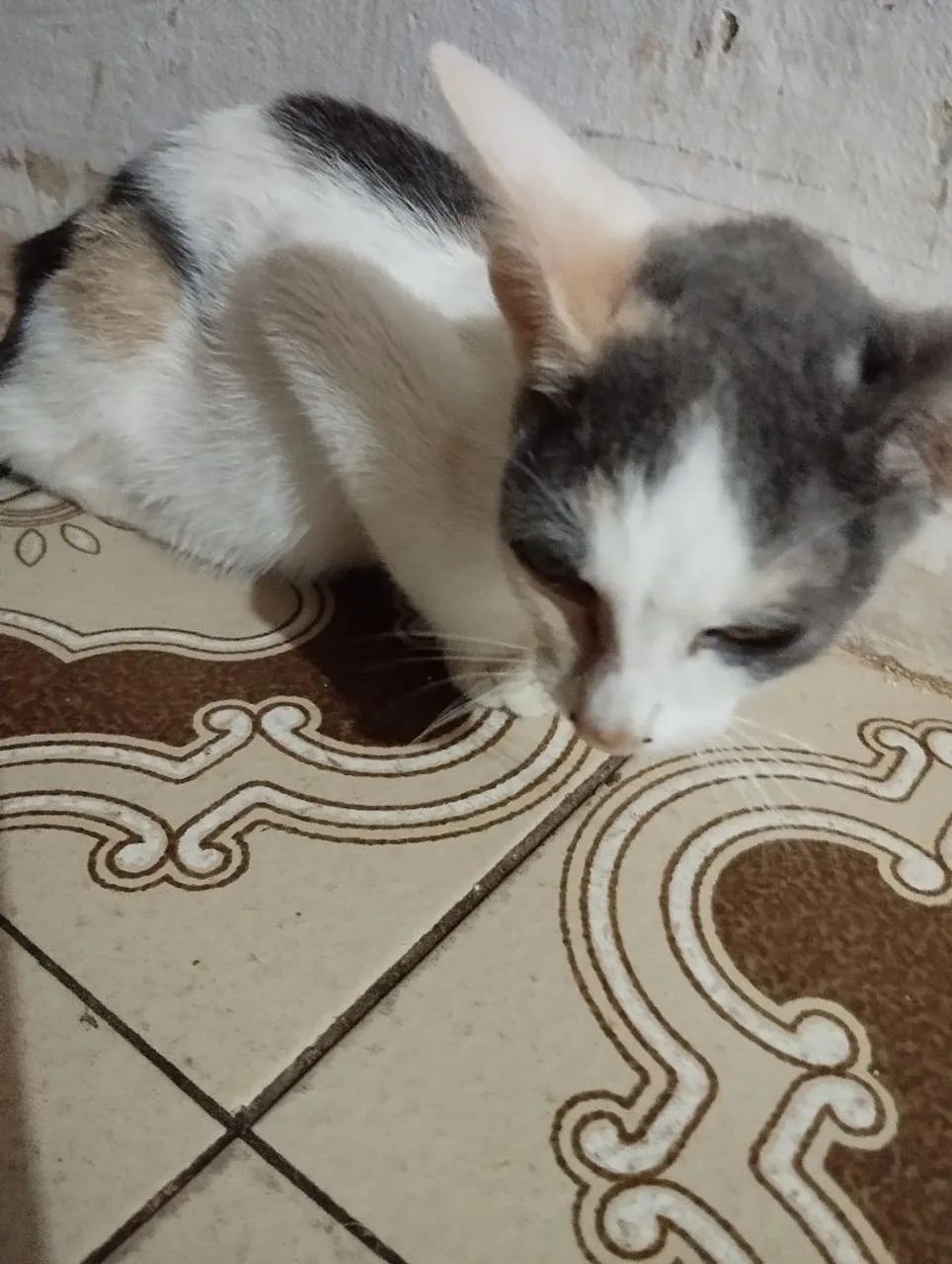 Gatinha linda e carinhosa para adoção - Foto 3