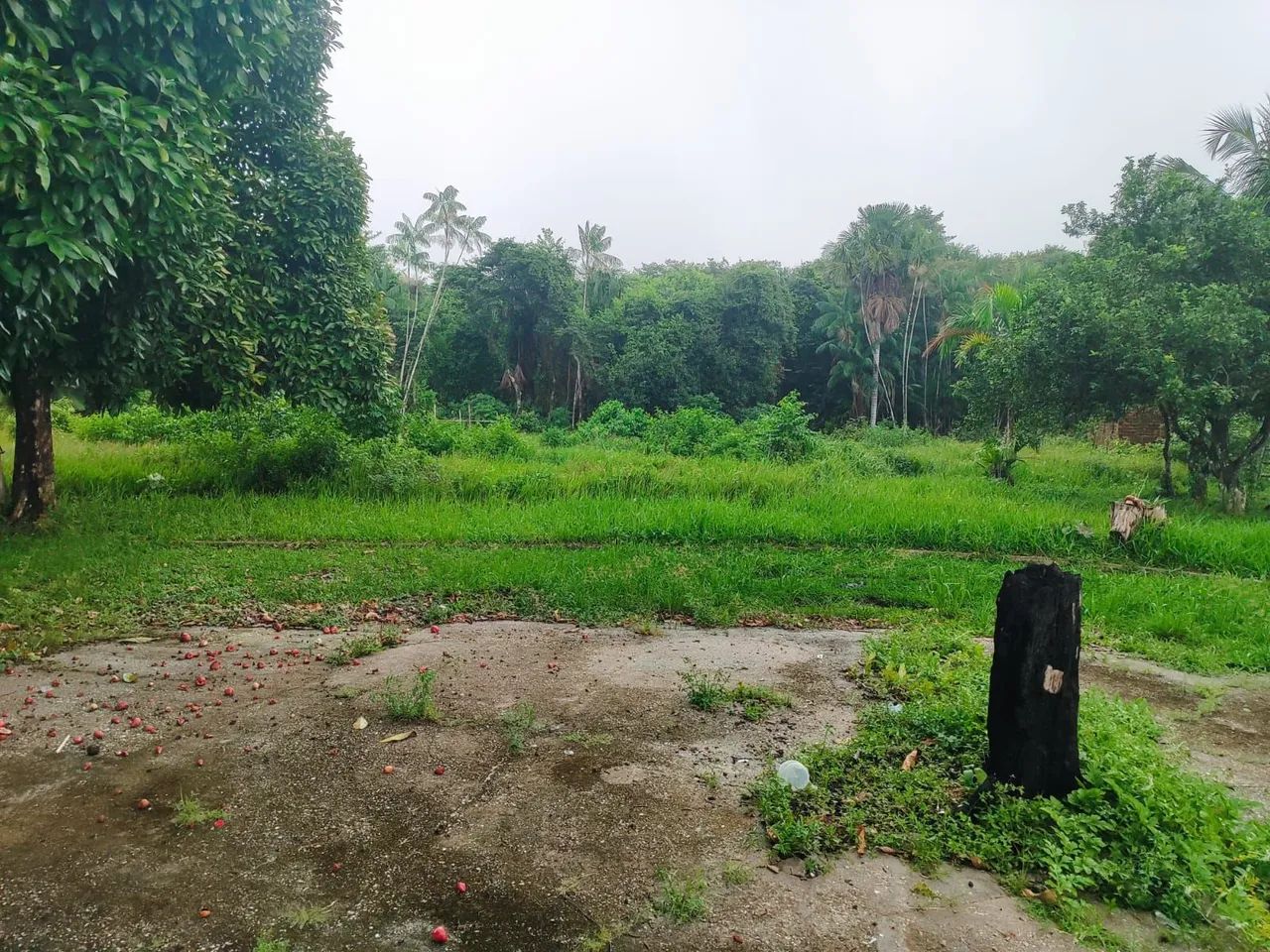 Vendo sítio na área urbana de Bragança  - Foto 3
