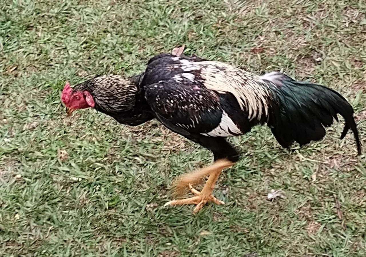 Galo de Raça índio  - Foto 2