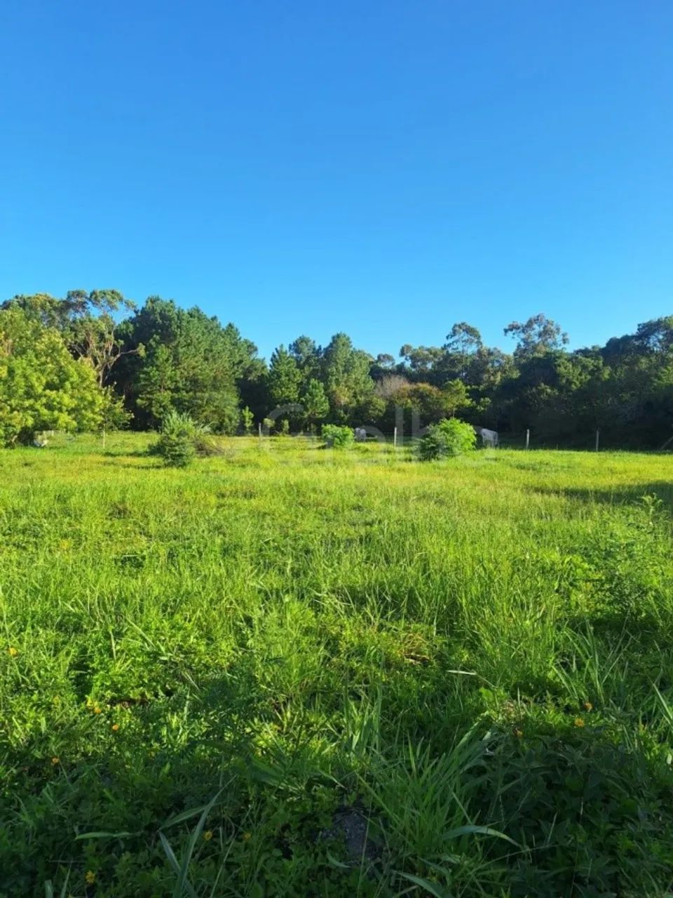 Terreno para Venda em Florianópolis, Ingleses do Rio Vermelho - Foto 4