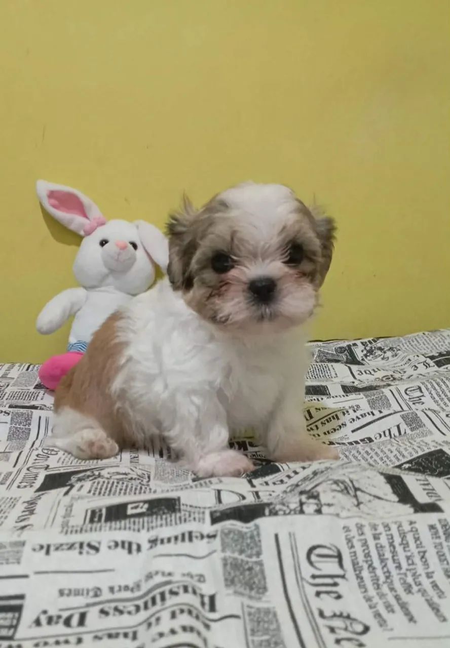 Shih tzu - Foto 3