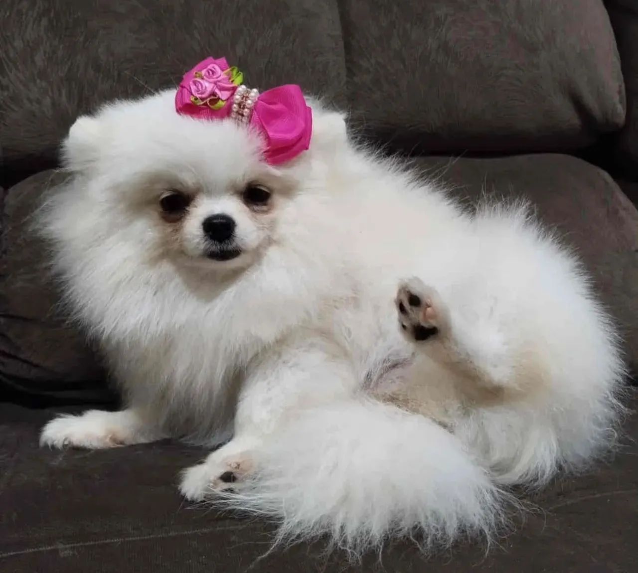 Lulu da pomerania beaver  - Foto 5