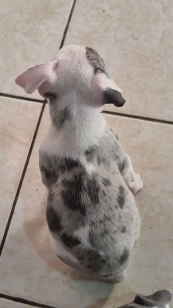 Pit Bull Merle - Foto 3