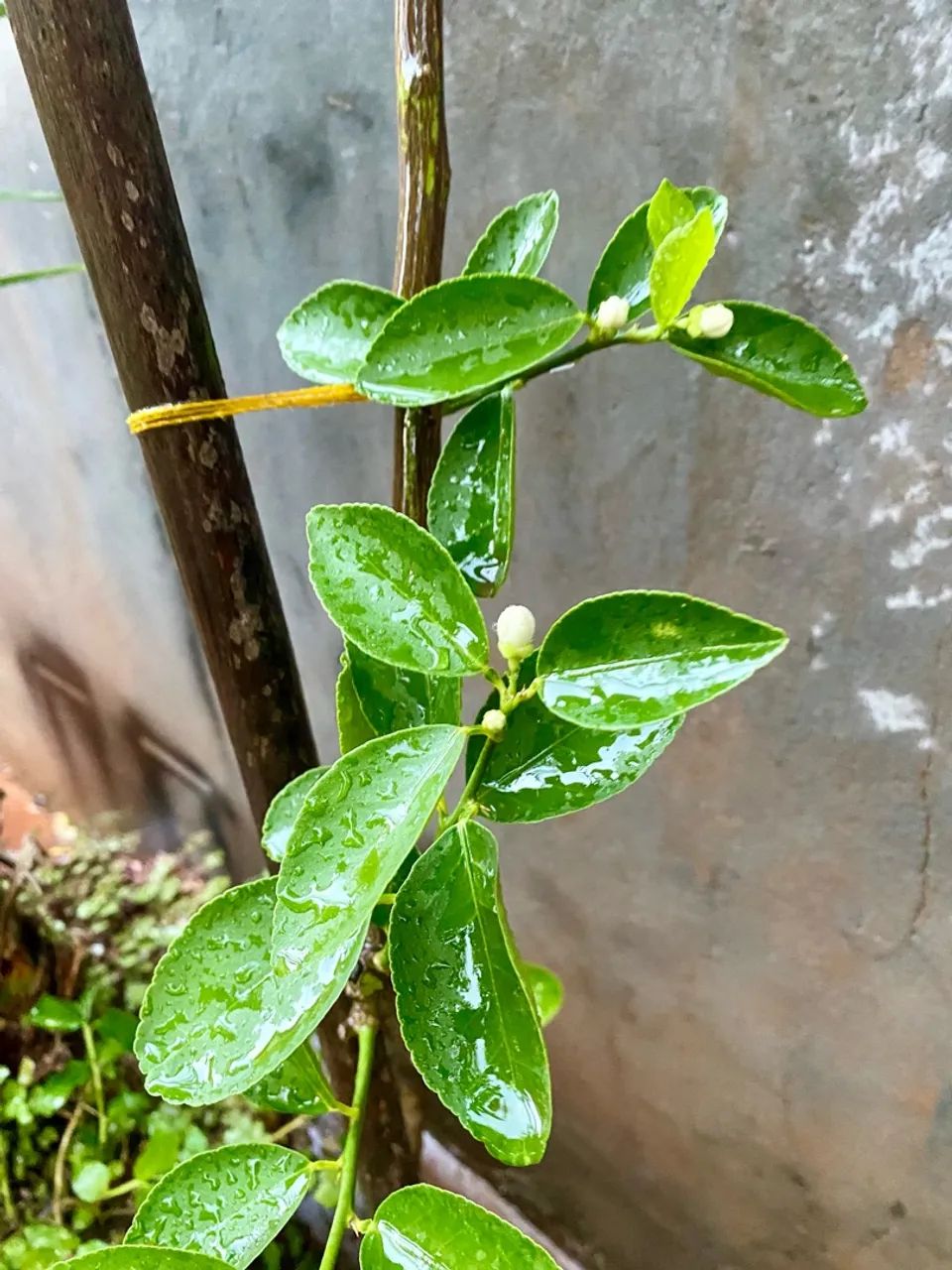 Frutífera produzindo