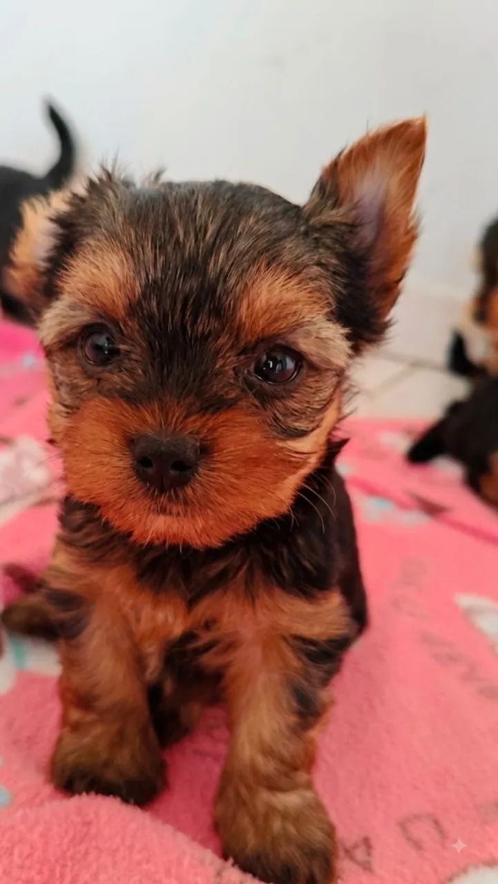 Bella Yorkshire Terrier Micro  - Foto 2