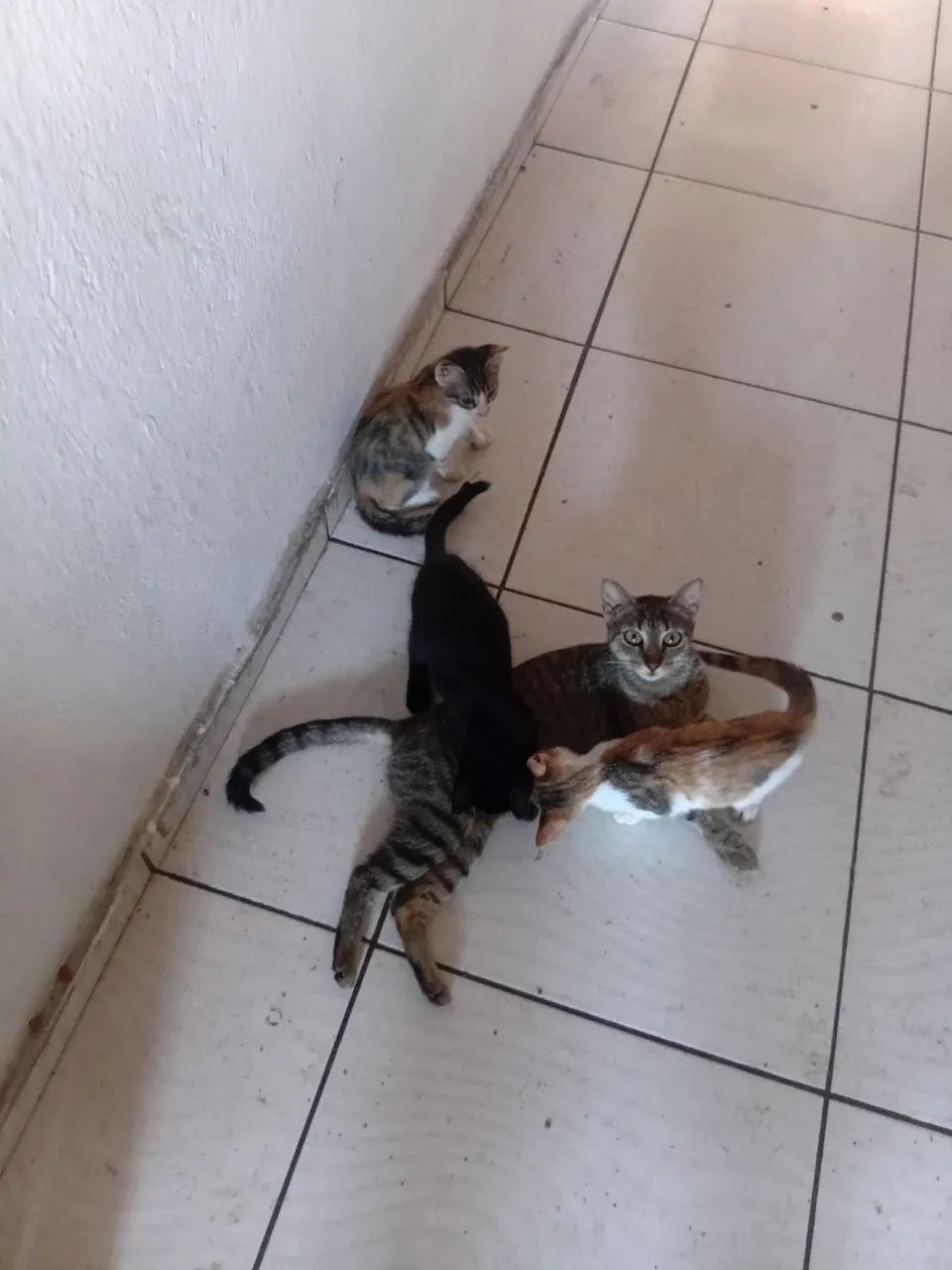 Doação de gatos