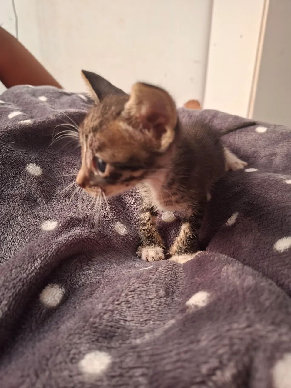 Doação de gatinho - Foto 2