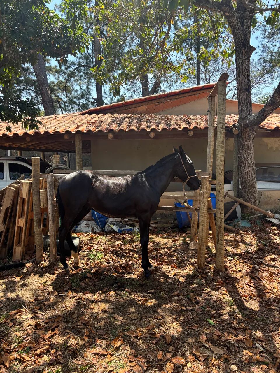 Potro mangalarga 1 ano  - Foto 2