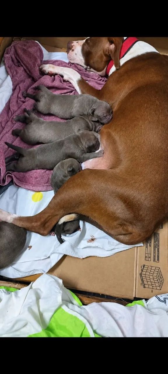 American Pit Bull terrier  - Foto 4