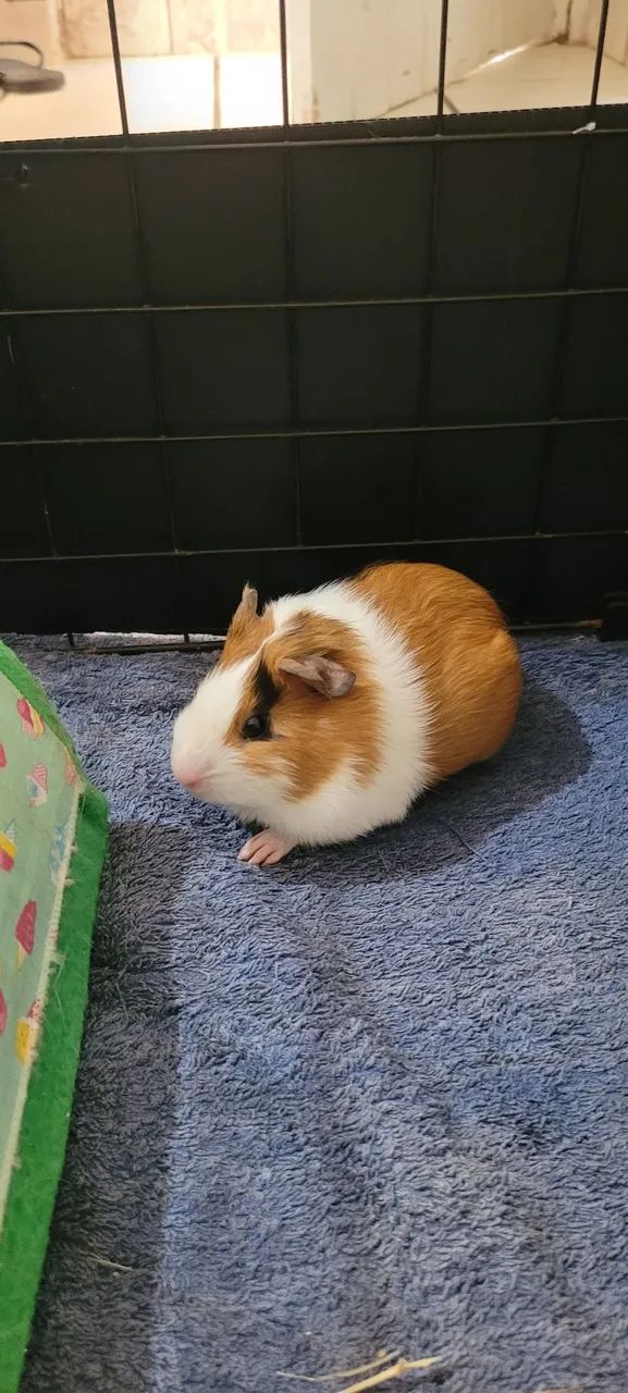 Doação porquinho da índia 
