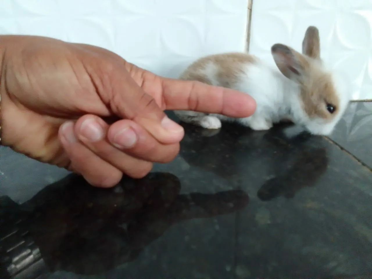 Porquinho da índia peruano a partir de 49,98 - Foto 4