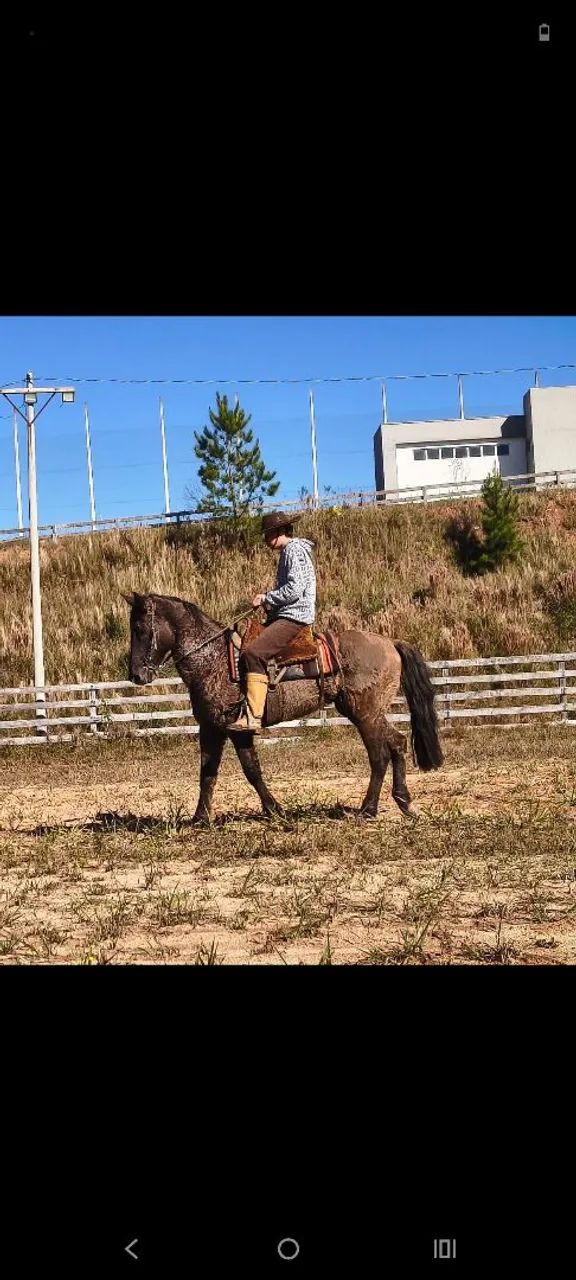 Criolo gira esbarra muito bem domado cavalo ligeiro 