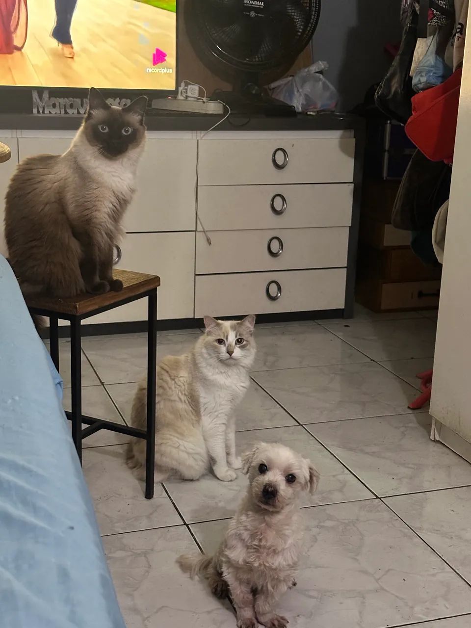Doa se gatas - Foto 4