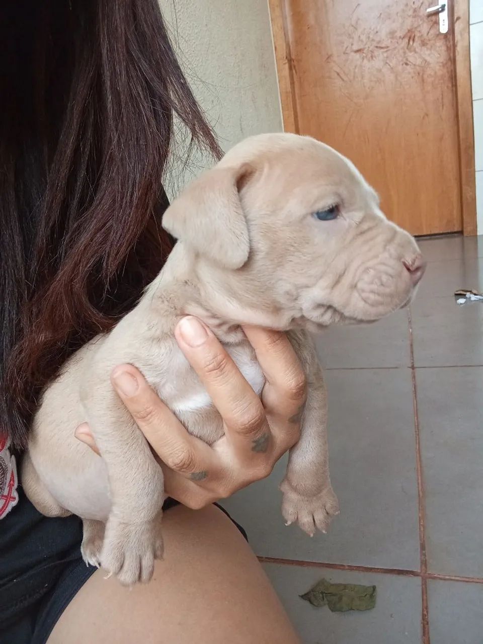 Vendo pitmonster  - Foto 3