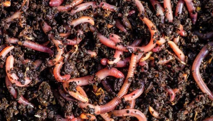 Minhocas para Compostagem