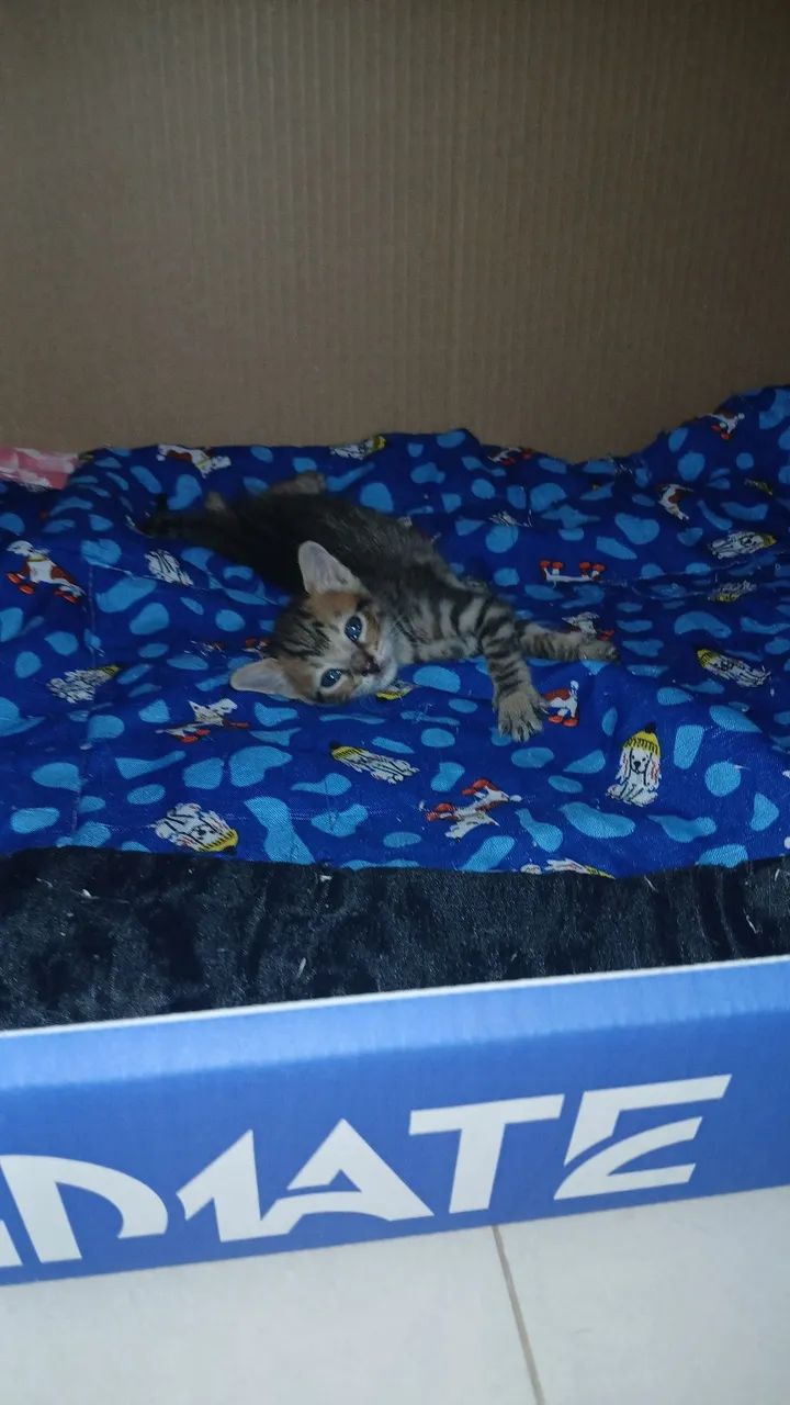 DOAÇÃO DE GATINHOS - Foto 2