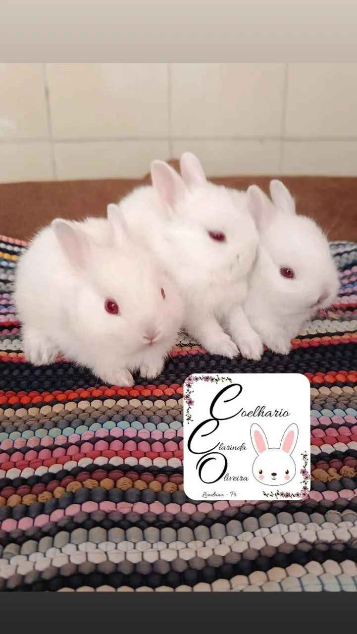 Coelho anão Netherland dwarf 