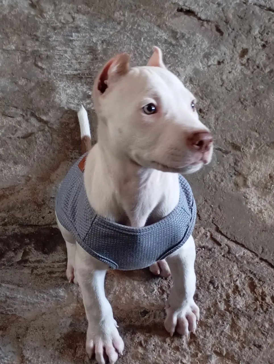 Pit Bull filhote - Foto 5
