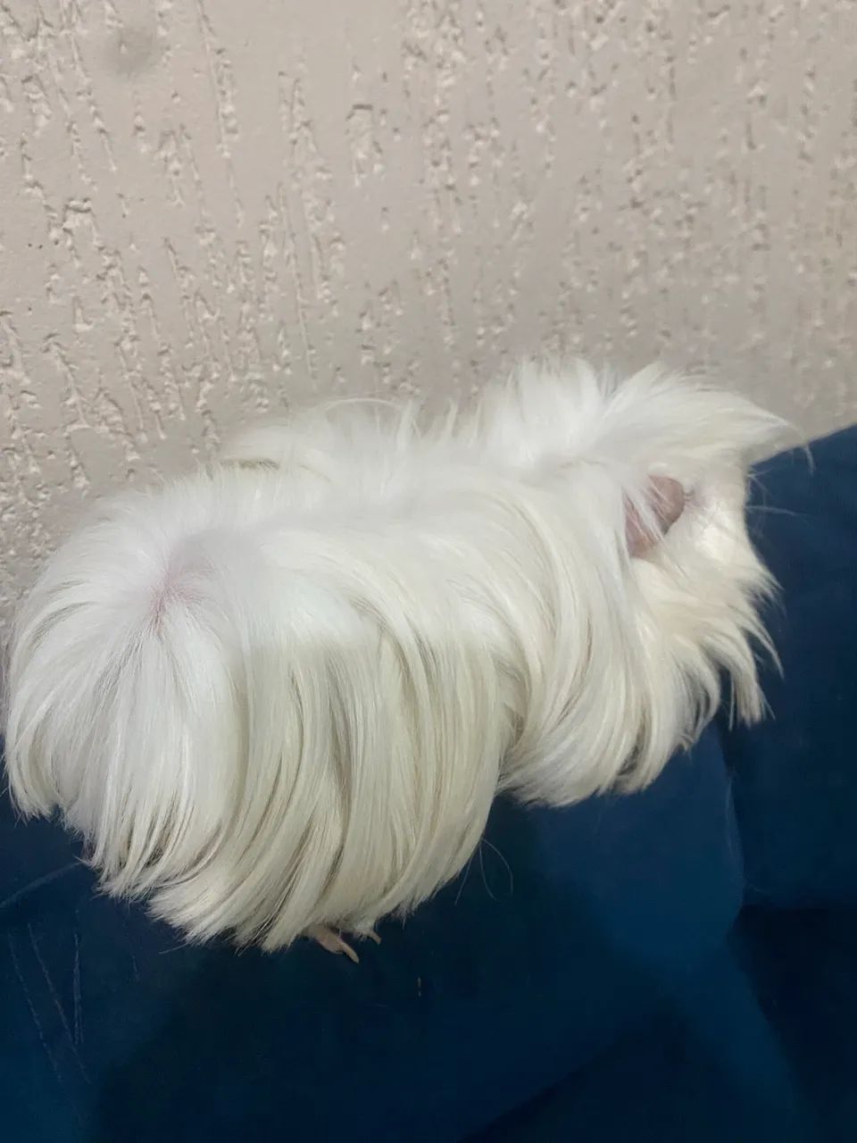 Porquinho da Índia peruano 