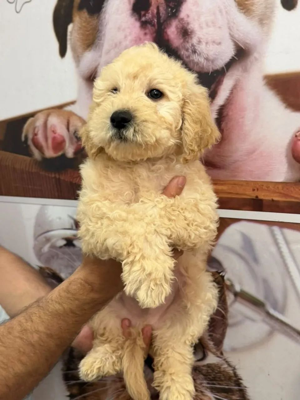 Poodle macho 