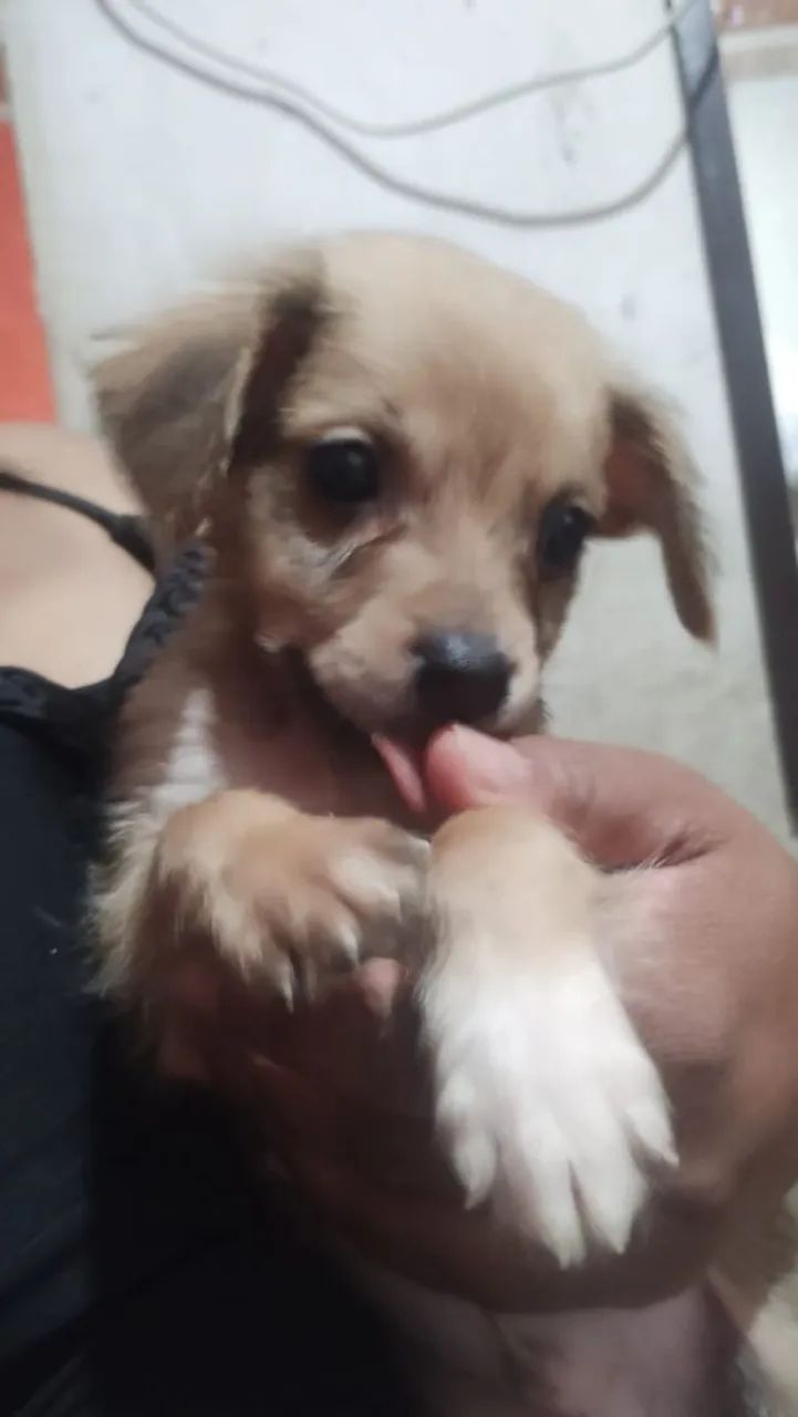 Doa-se filhotes de cachorro  - Foto 2