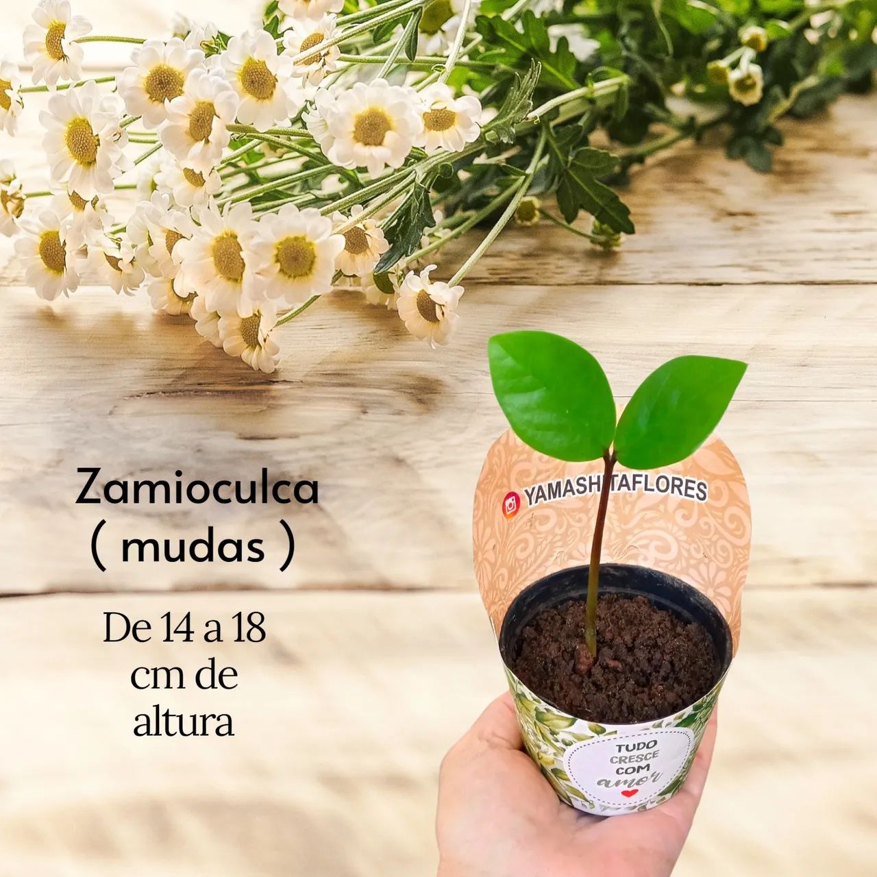 ZAMIOCULCA - Referência de Beleza e Sofisticação - Foto 3