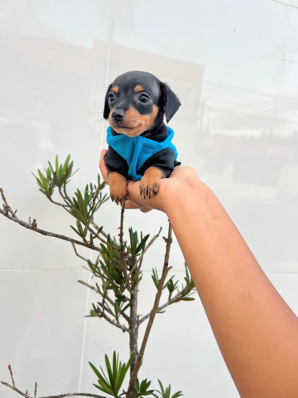 Pinscher macho disponível  - Foto 4