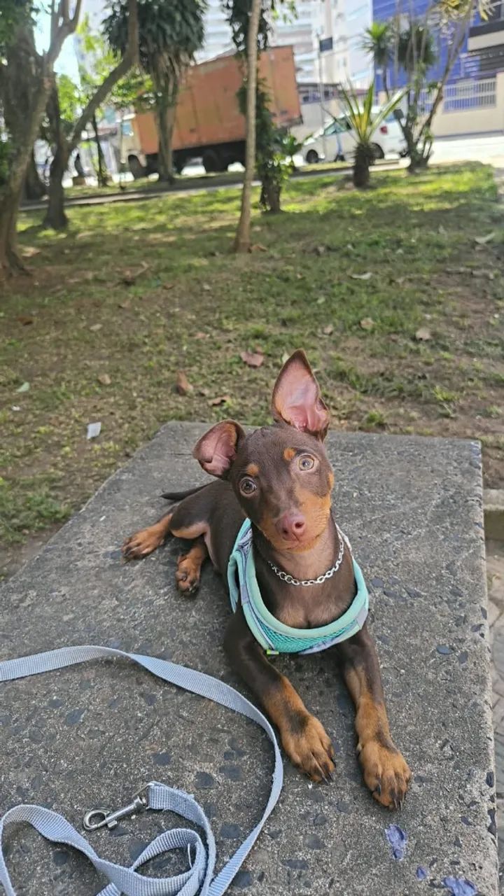 Pincher 