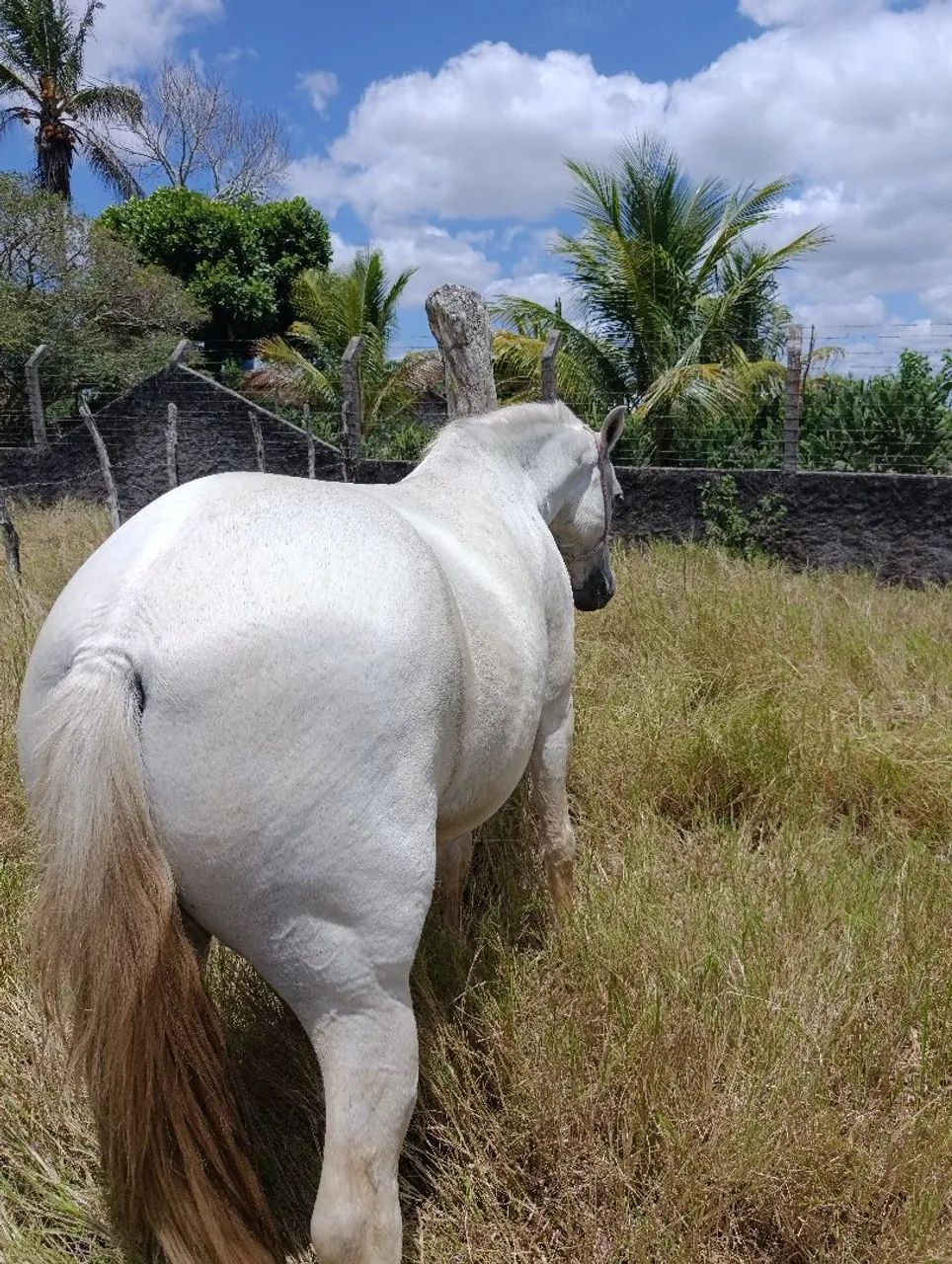 Cavalo  - Foto 2