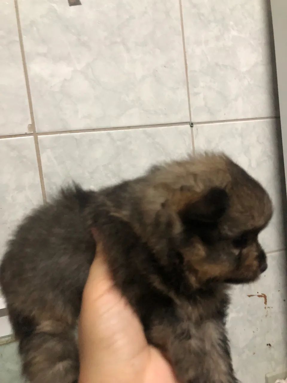 Cachorro  - Foto 5