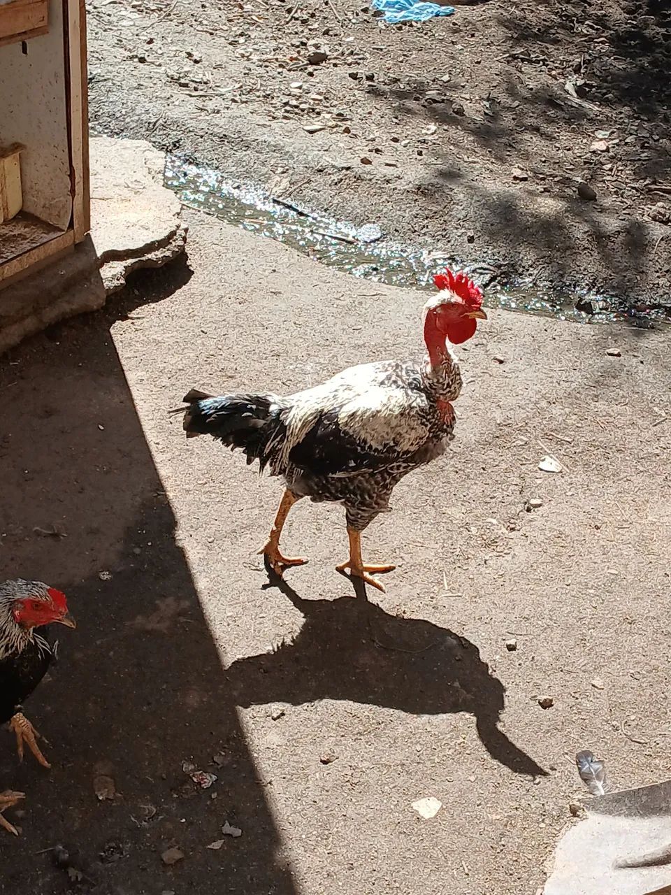 Vendo galos 