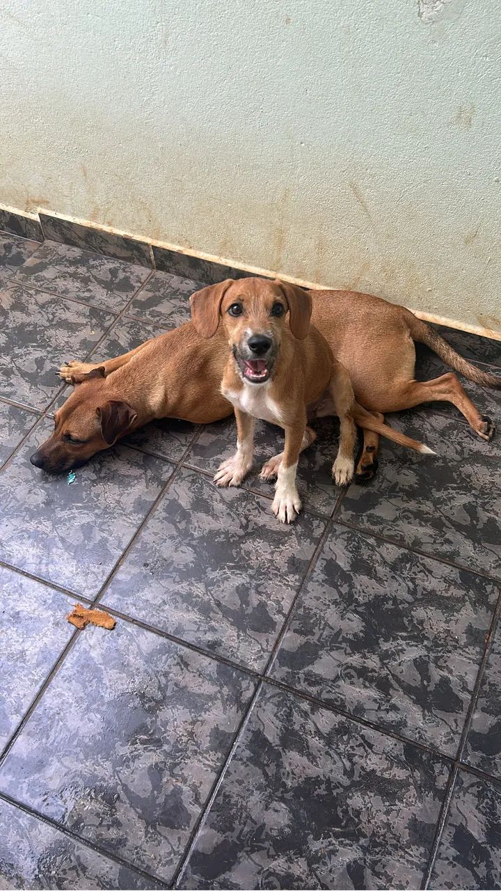 Cachorra Fêmea Vira Lata Porte Médio  - Foto 5