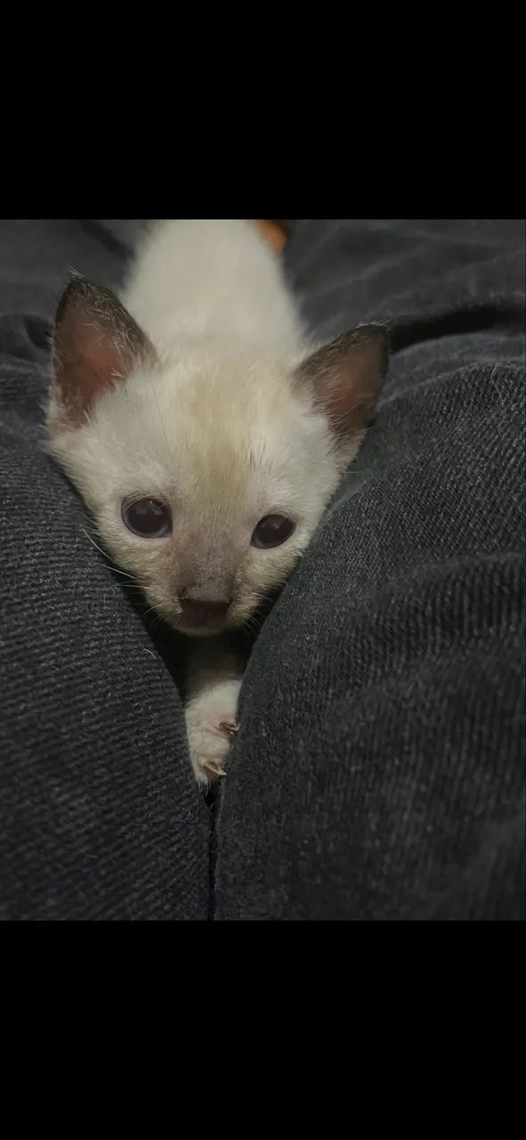 Estou doando esses gatinhos - Foto 2