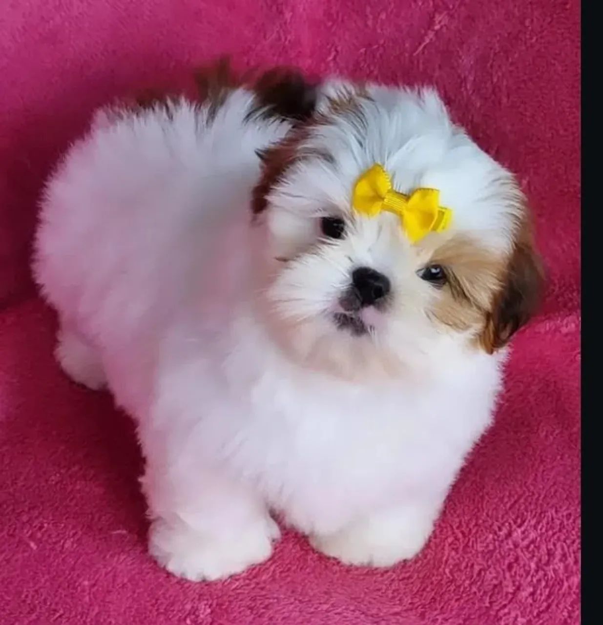 Shitzu mini fêmea 