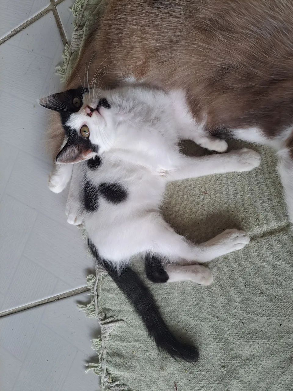 Doação de gatinha  - Foto 2