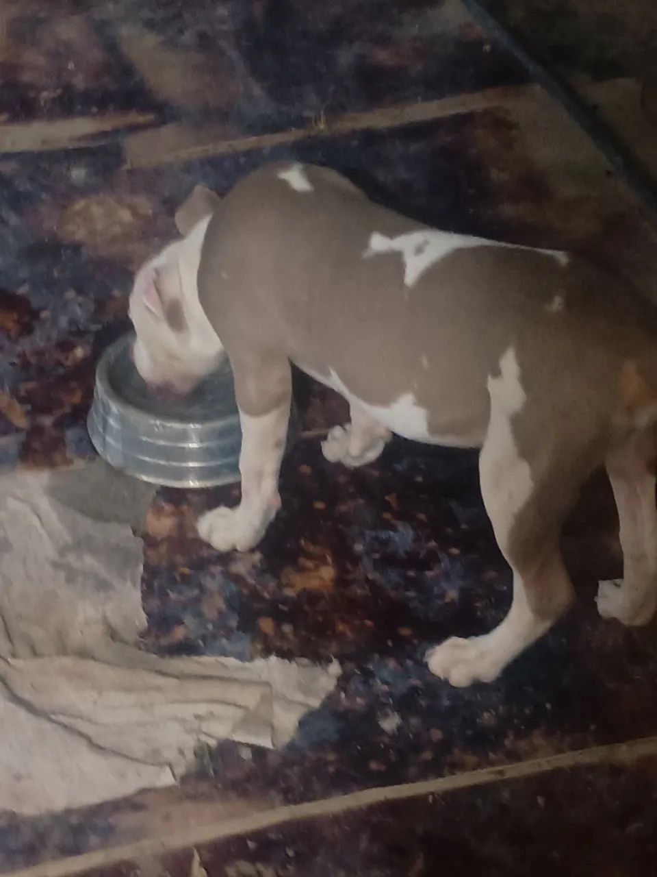 Cachorro  - Foto 2