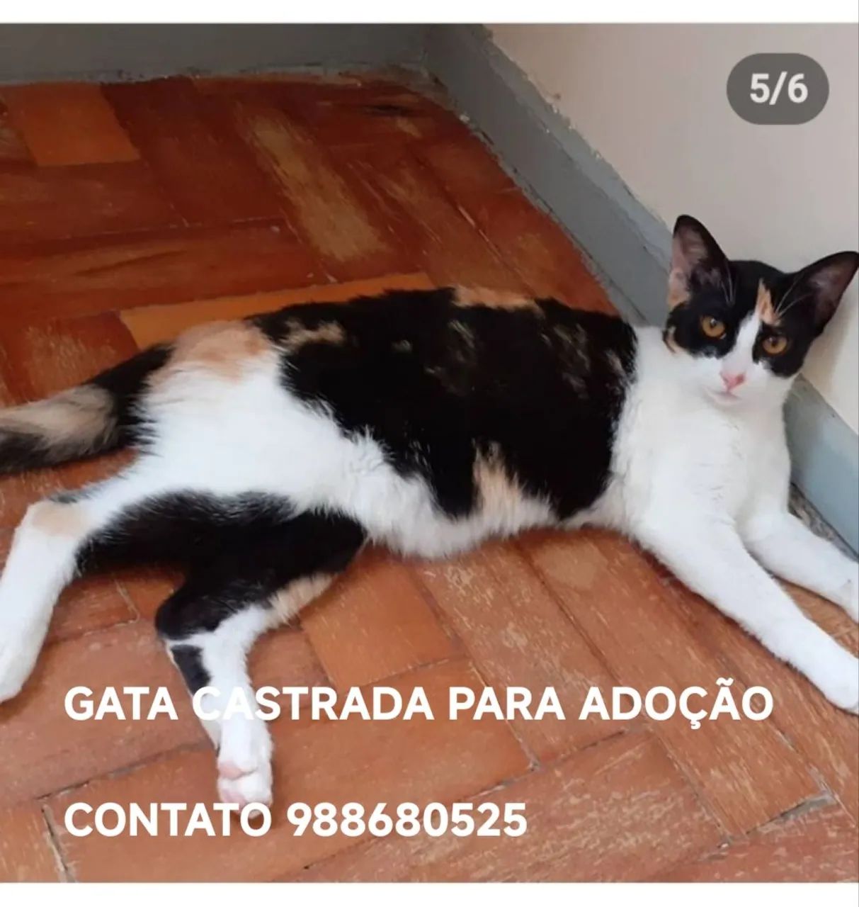 GATA P ADOÇÃO CASTRADA . 
