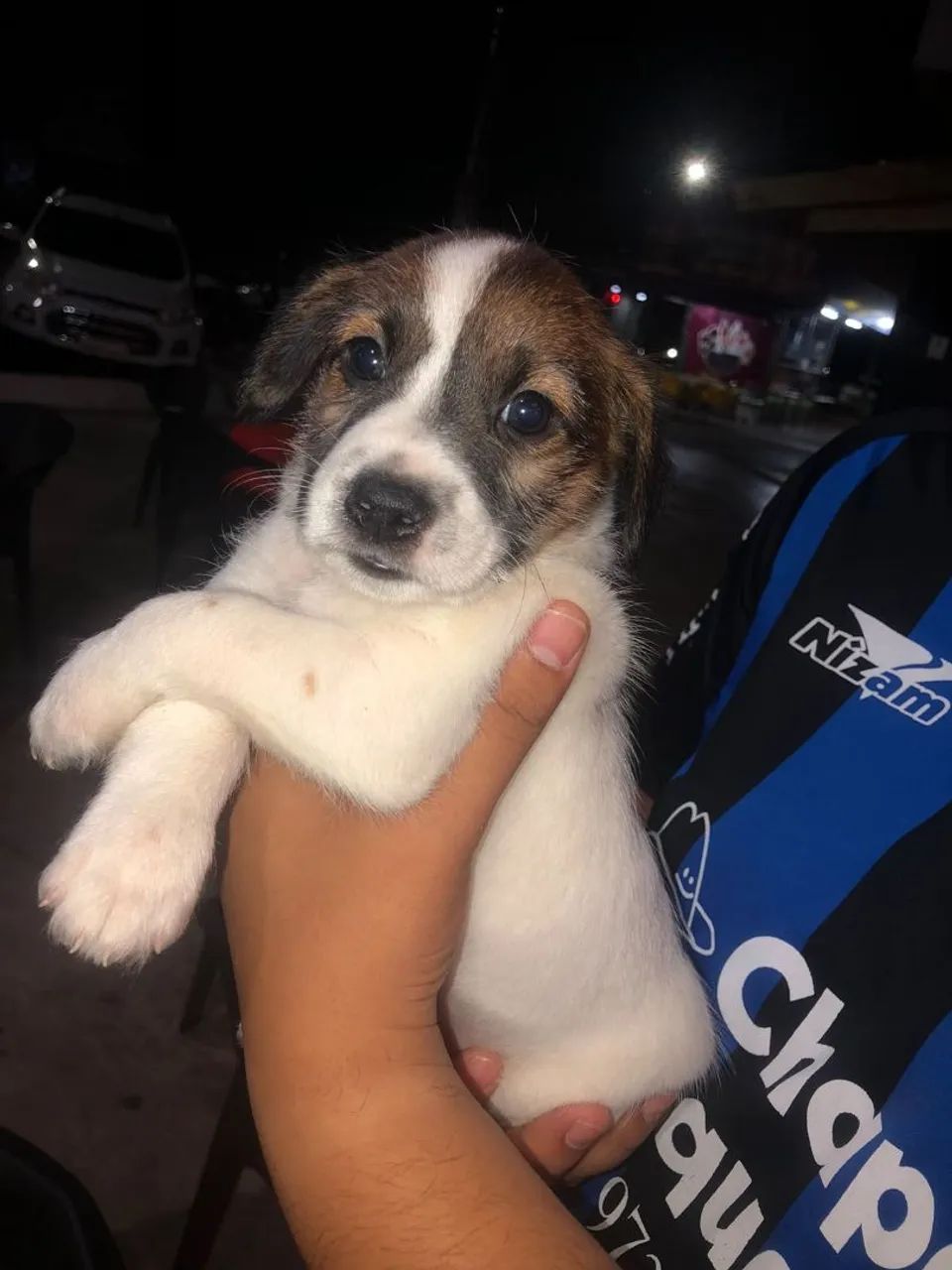 Doa-se cachorro filhote