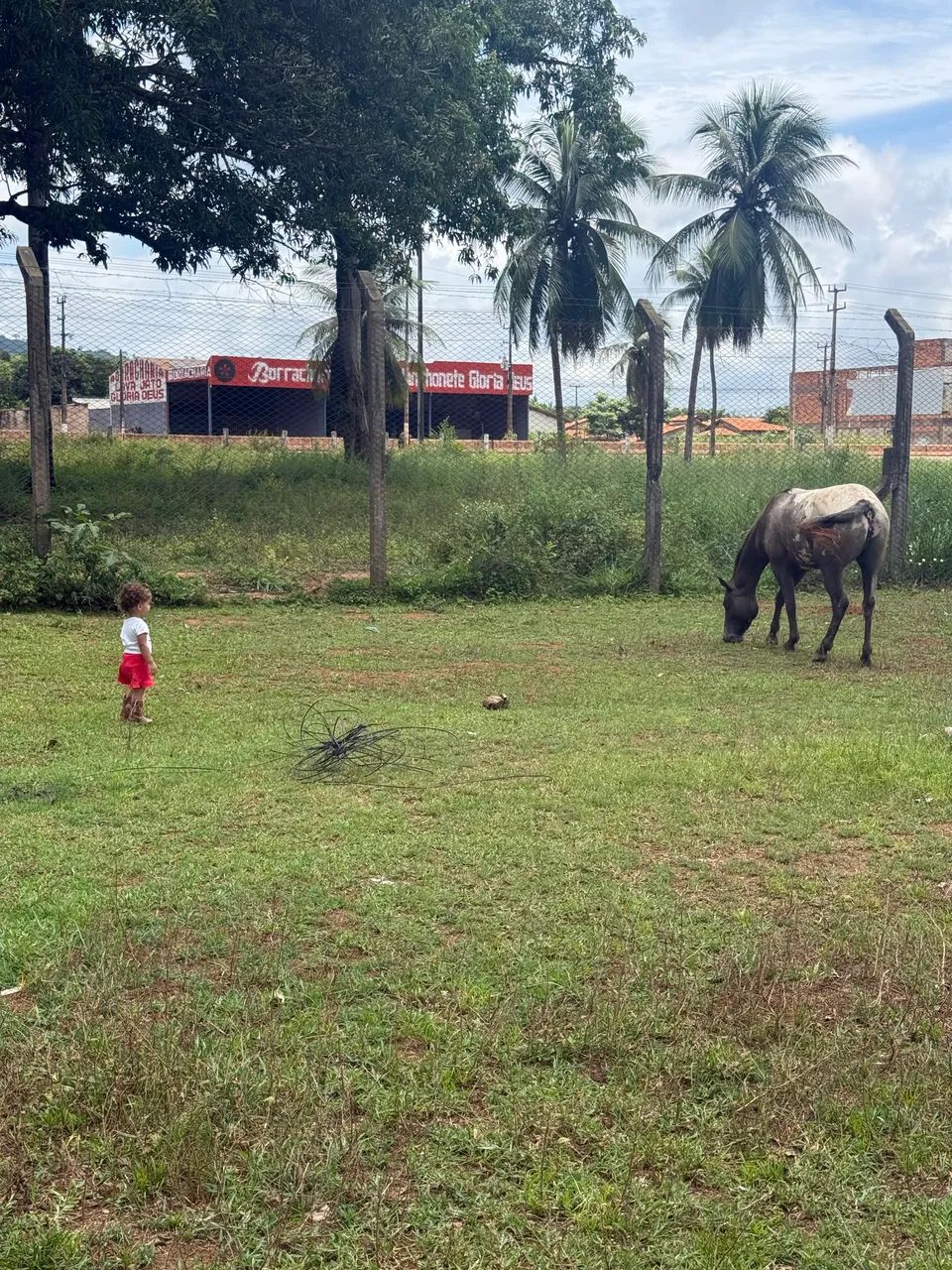 VENDO POTRA APPALOOSA - Foto 3