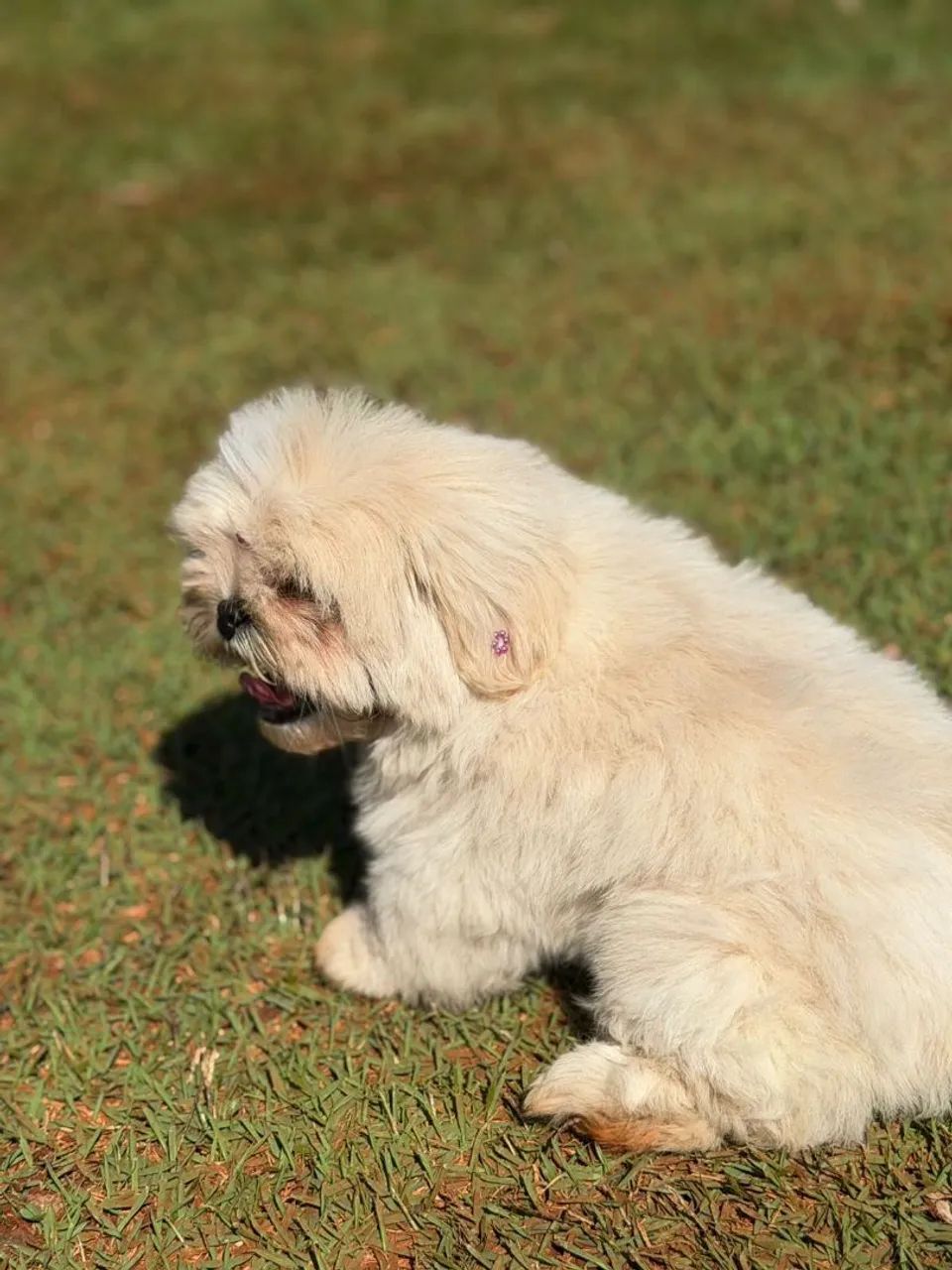 SHITZU URSINHO  - Foto 3